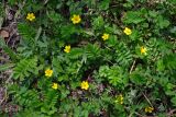 Potentilla anserina