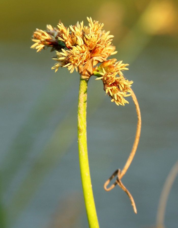 Изображение особи Schoenoplectus lacustris.