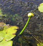 Nuphar lutea