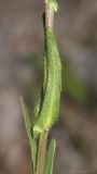 Arabis sagittata