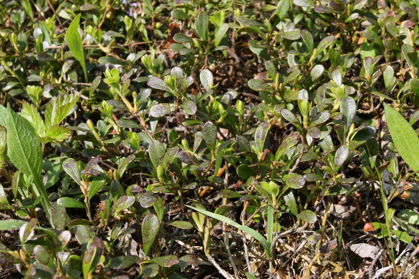 Image of Arctostaphylos uva-ursi specimen.