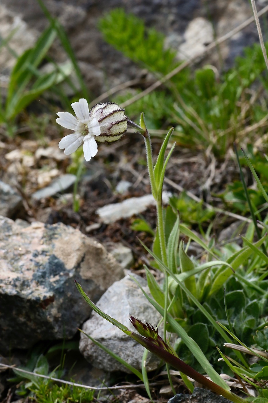 Изображение особи Gastrolychnis gonosperma.