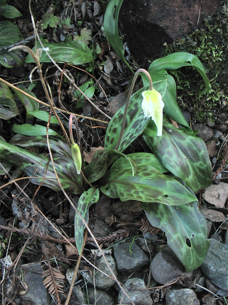 Изображение особи Erythronium oregonum.