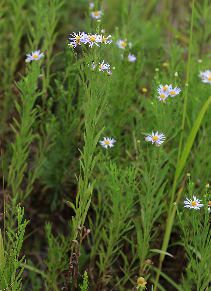 Изображение особи Kalimeris integrifolia.