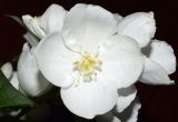 Philadelphus inodorus