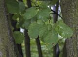 Amelanchier alnifolia variety semi-integrifolia. Листья. Санкт-Петербург, Ботанический сад БИН РАН, дендрарий. 10.09.2020.