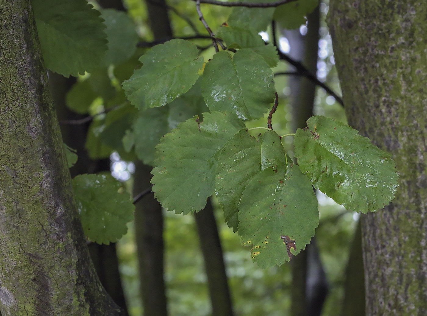 Image of Amelanchier alnifolia var. semi-integrifolia specimen.