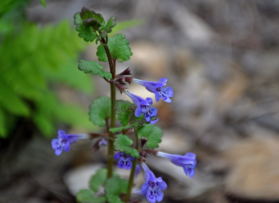 Image of Glechoma hederacea specimen.