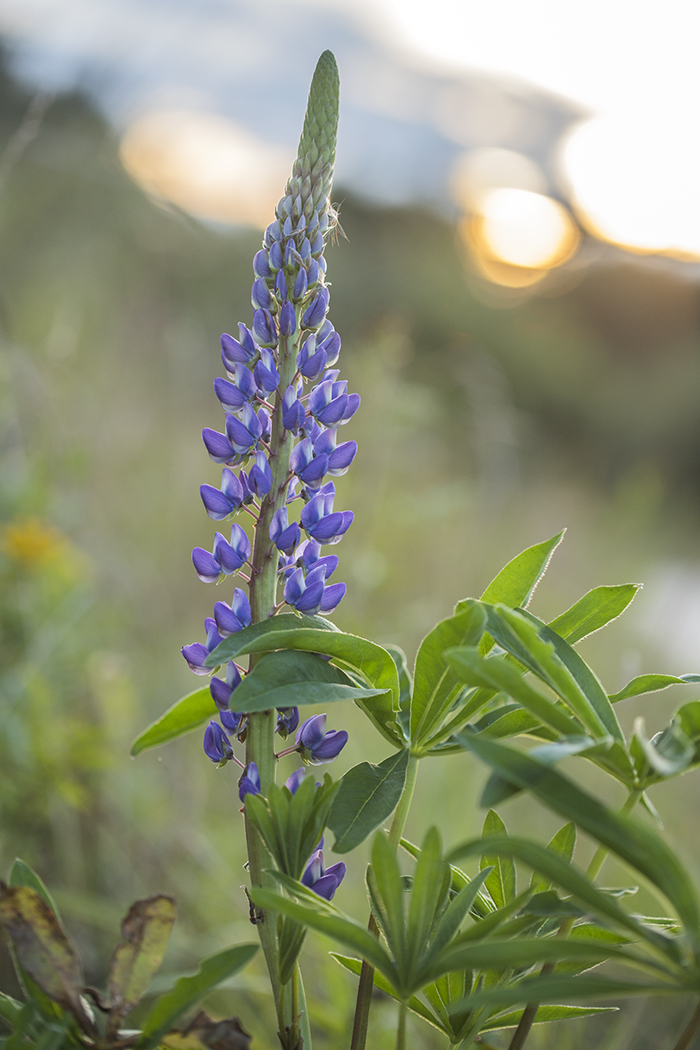 Image of Lupinus polyphyllus specimen.