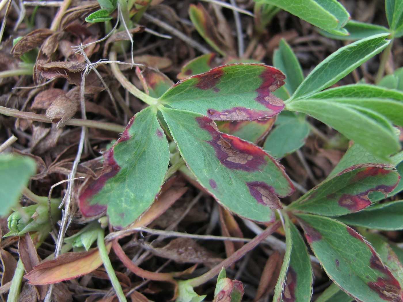 Image of Sibbaldia semiglabra specimen.