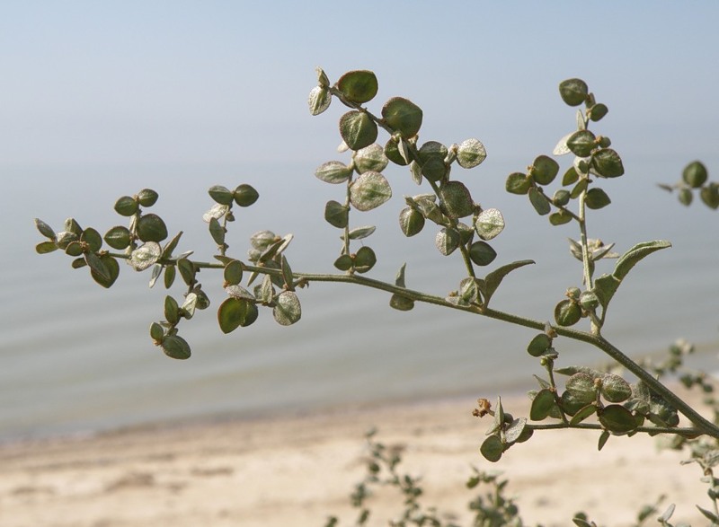 Image of Atriplex aucheri specimen.