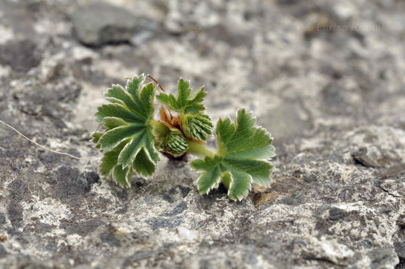 Image of genus Alchemilla specimen.