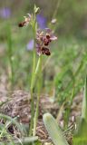 Ophrys &times; aghemanii