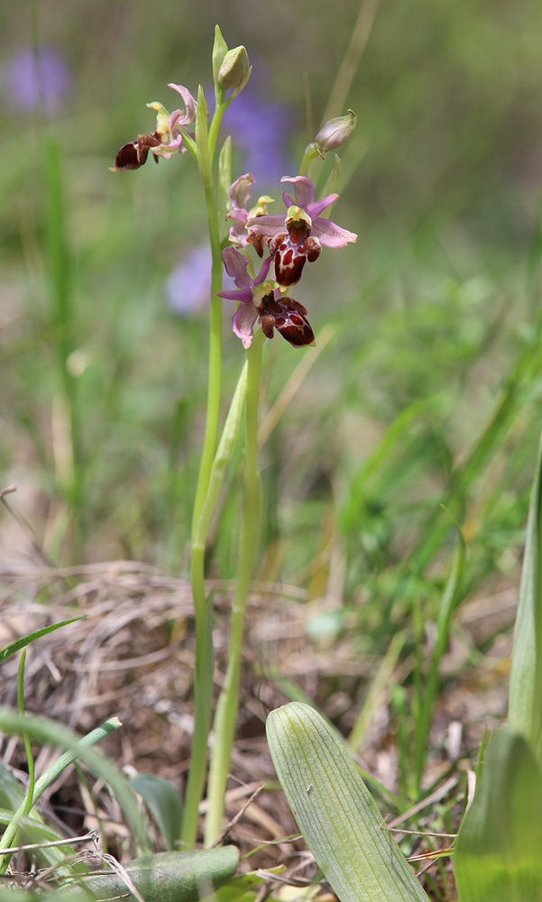 Изображение особи Ophrys &times; aghemanii.