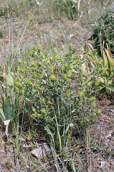 Image of Cousinia minkwitziae specimen.