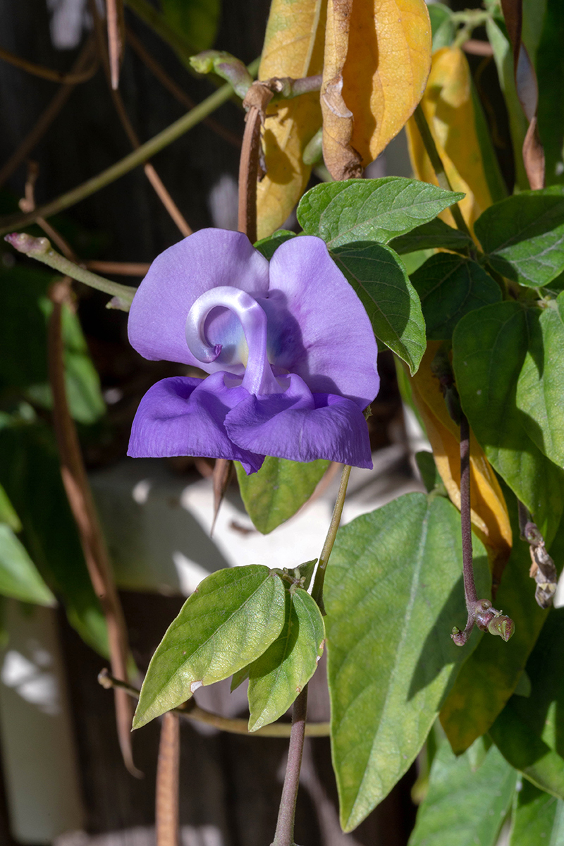 Изображение особи Vigna speciosa.