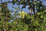 Aconitum coreanum. Верхушка цветущего растения. Приморский край, Уссурийский гор. округ, окр. с. Монакино, поляна в широколиственном лесу на небольшой сопке. 09.09.2021.
