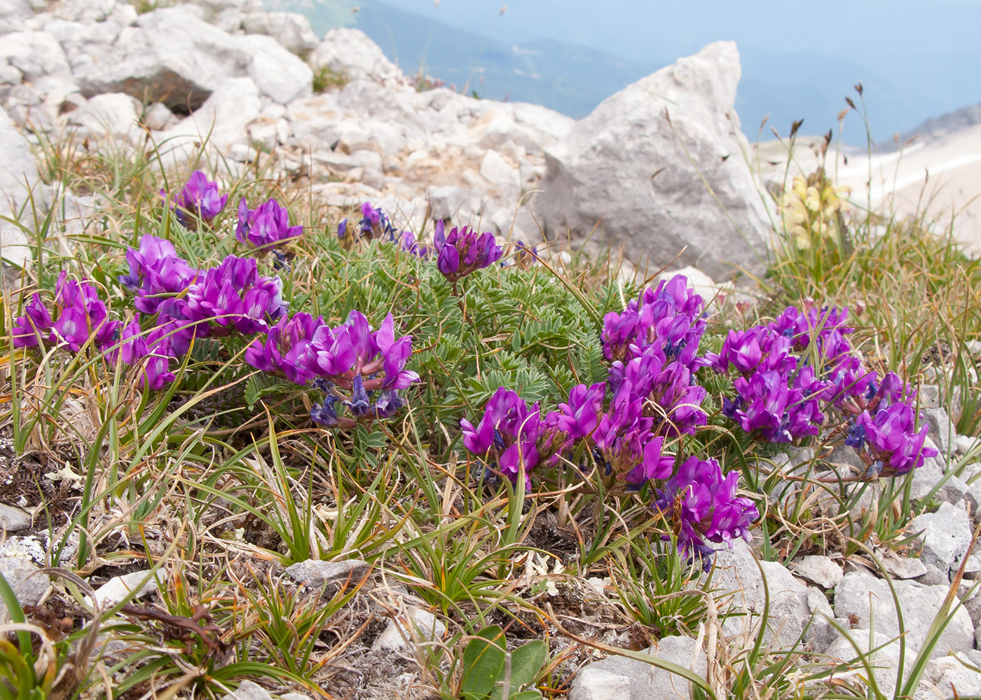 Изображение особи Oxytropis lazica.