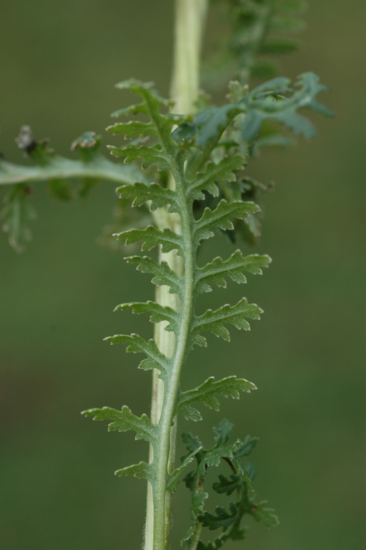 Image of Pedicularis ludwigii specimen.