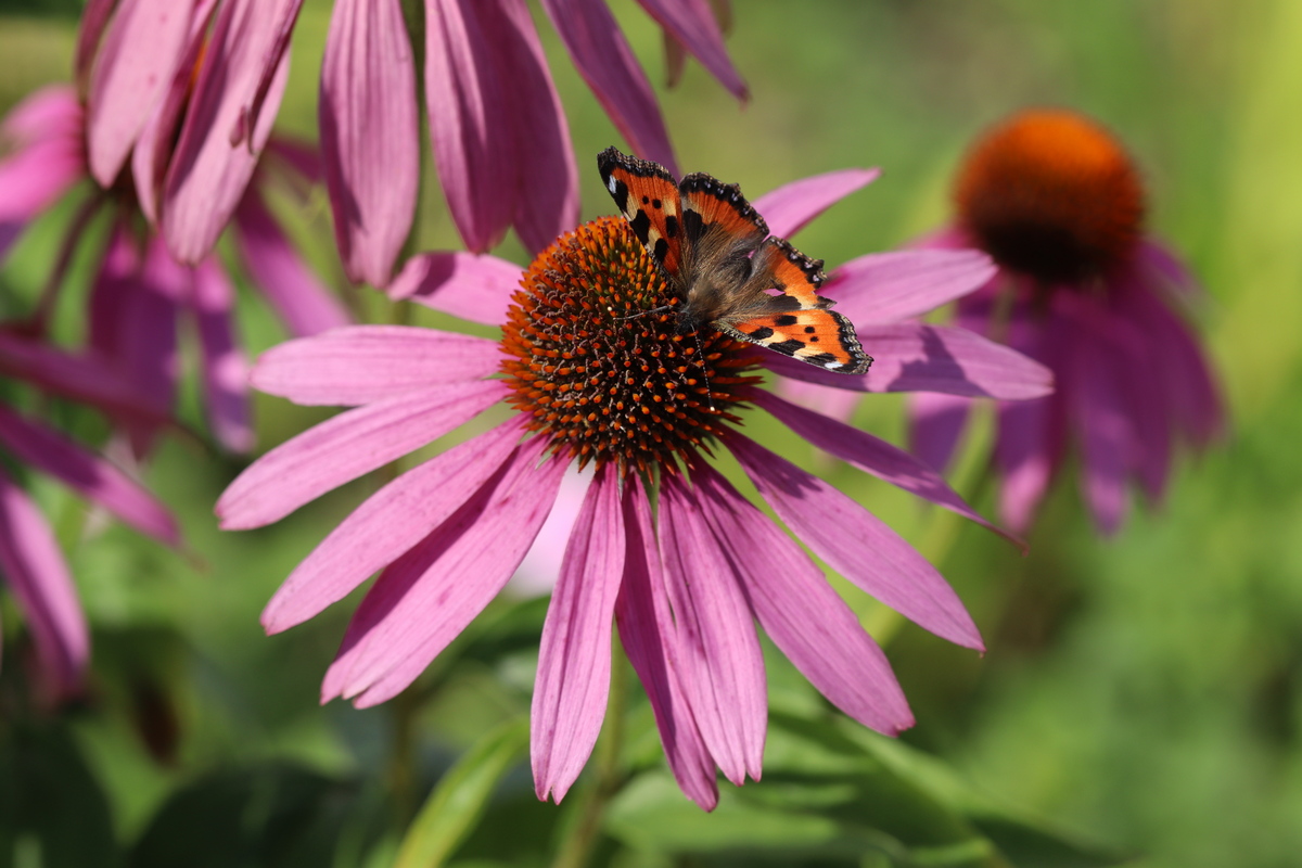 Изображение особи Echinacea purpurea.