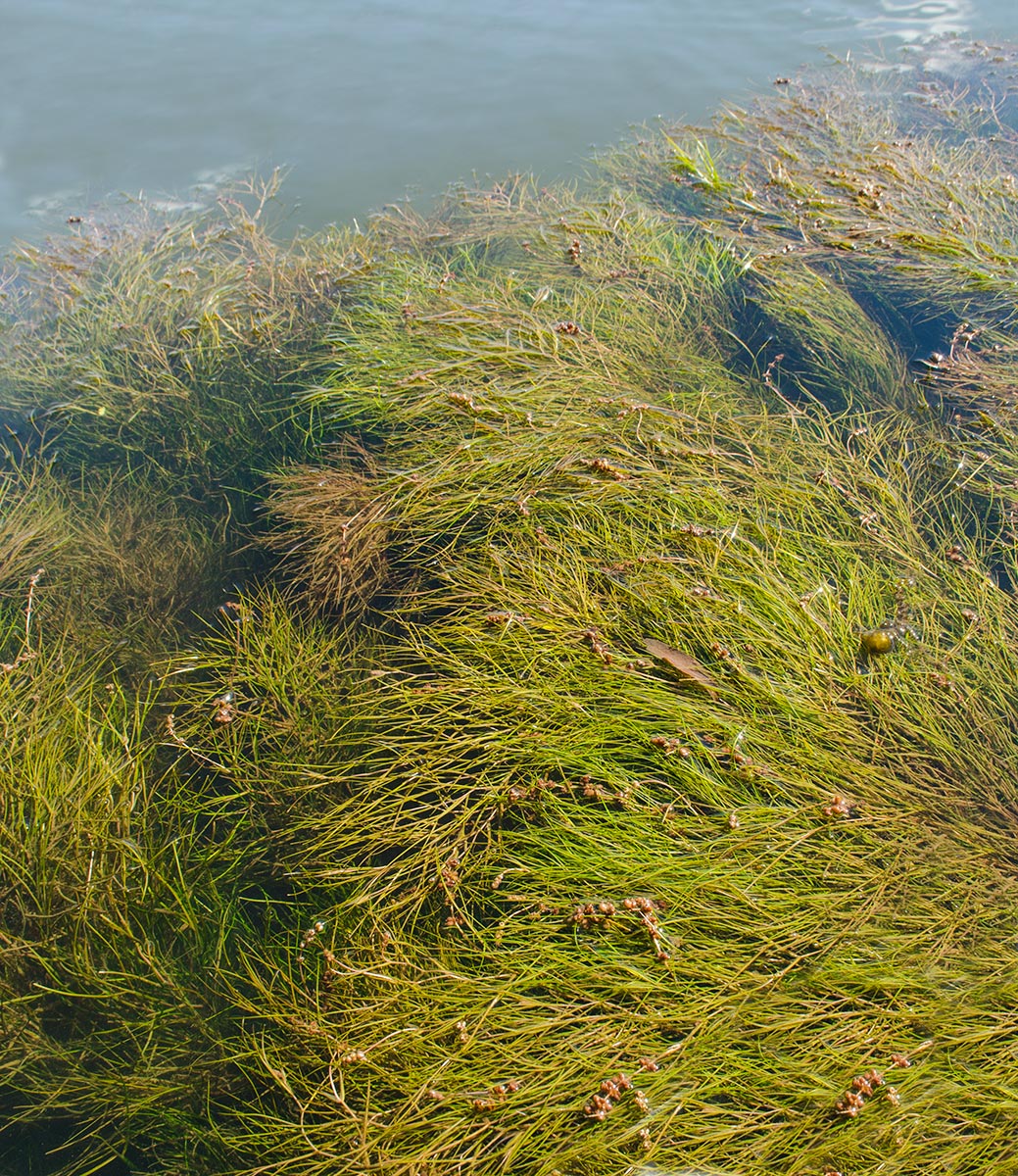 Image of Potamogeton pectinatus specimen.