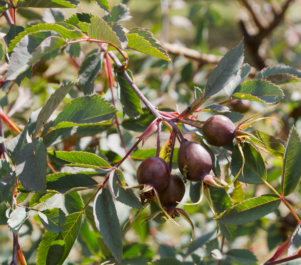 Изображение особи Rosa glauca.