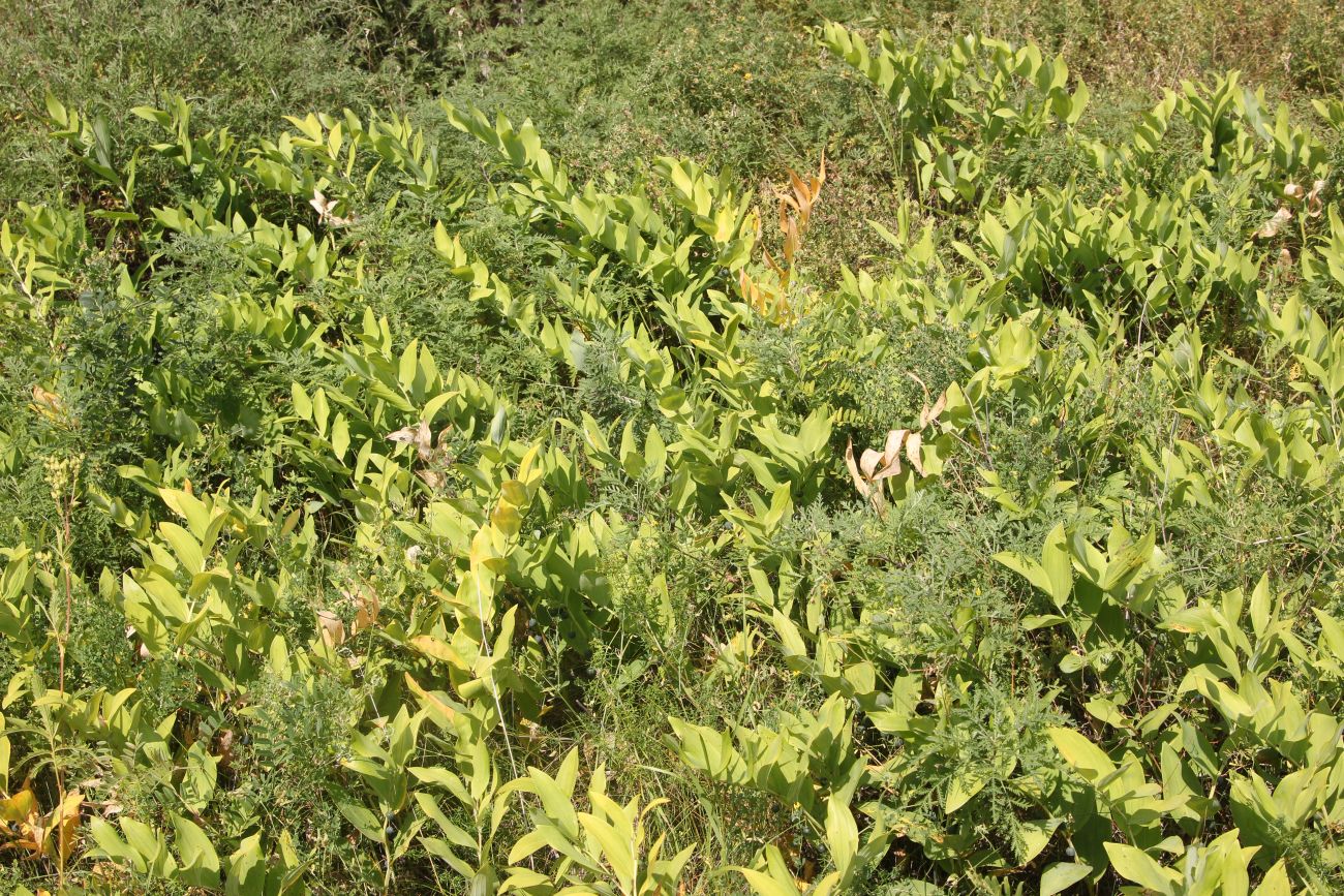 Image of Polygonatum odoratum specimen.