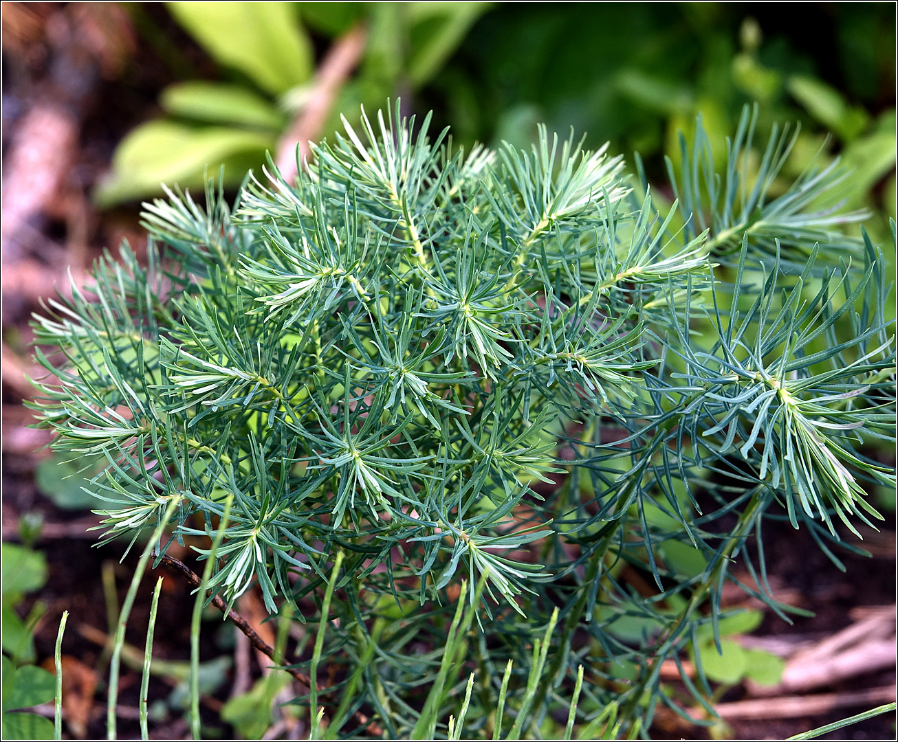 Изображение особи Euphorbia cyparissias.