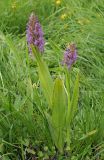 Dactylorhiza incarnata