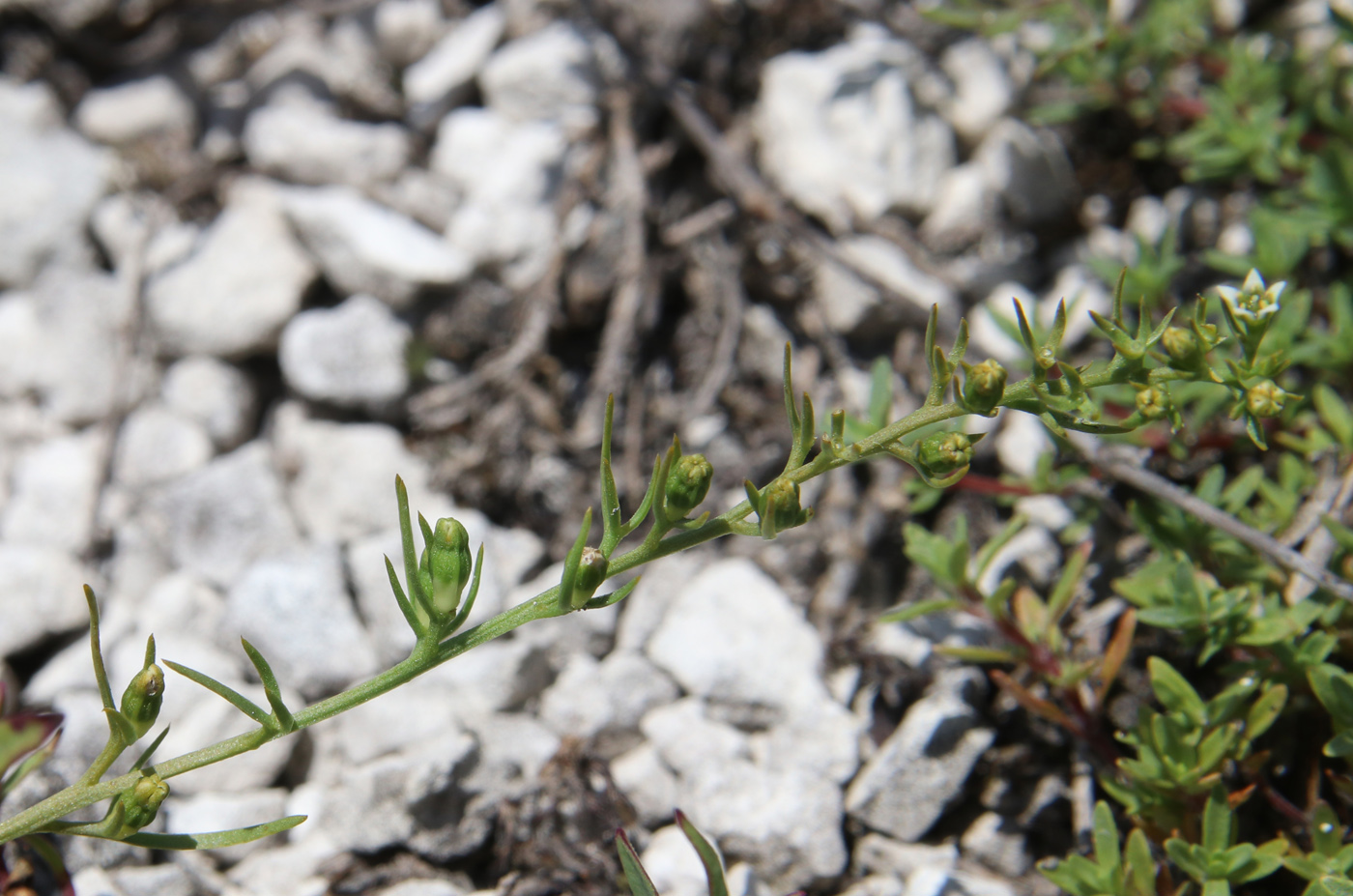 Изображение особи Thesium dollineri ssp. moesiacum.