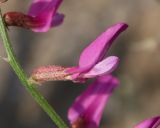 Astragalus haesitabundus