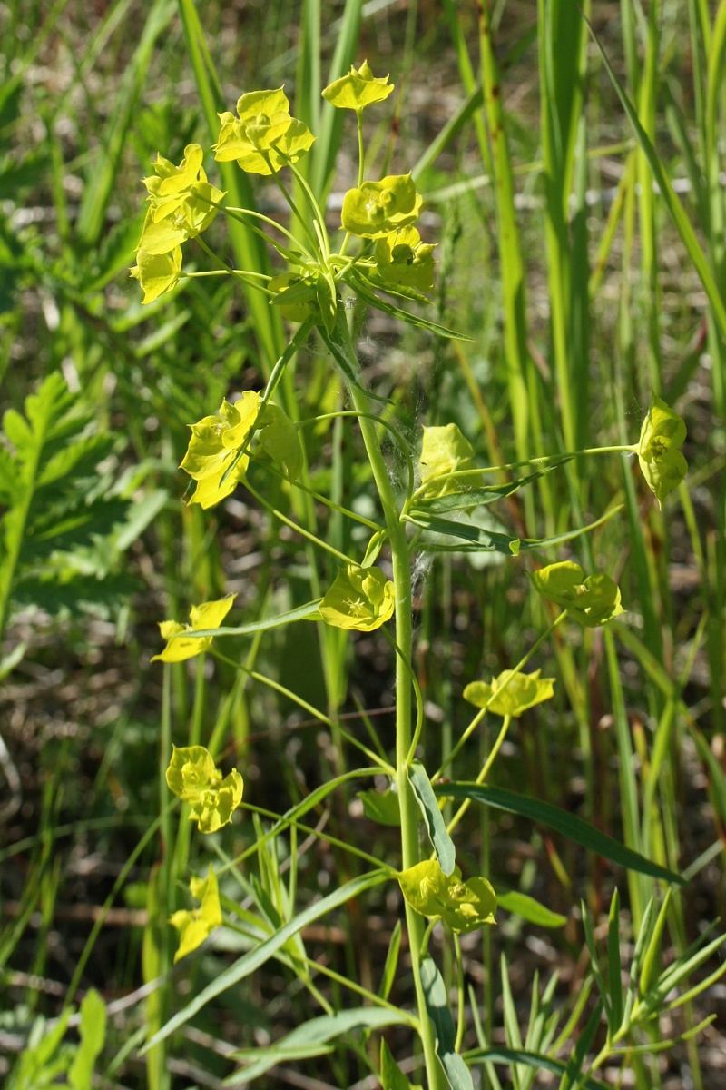 Image of Euphorbia virgata specimen.