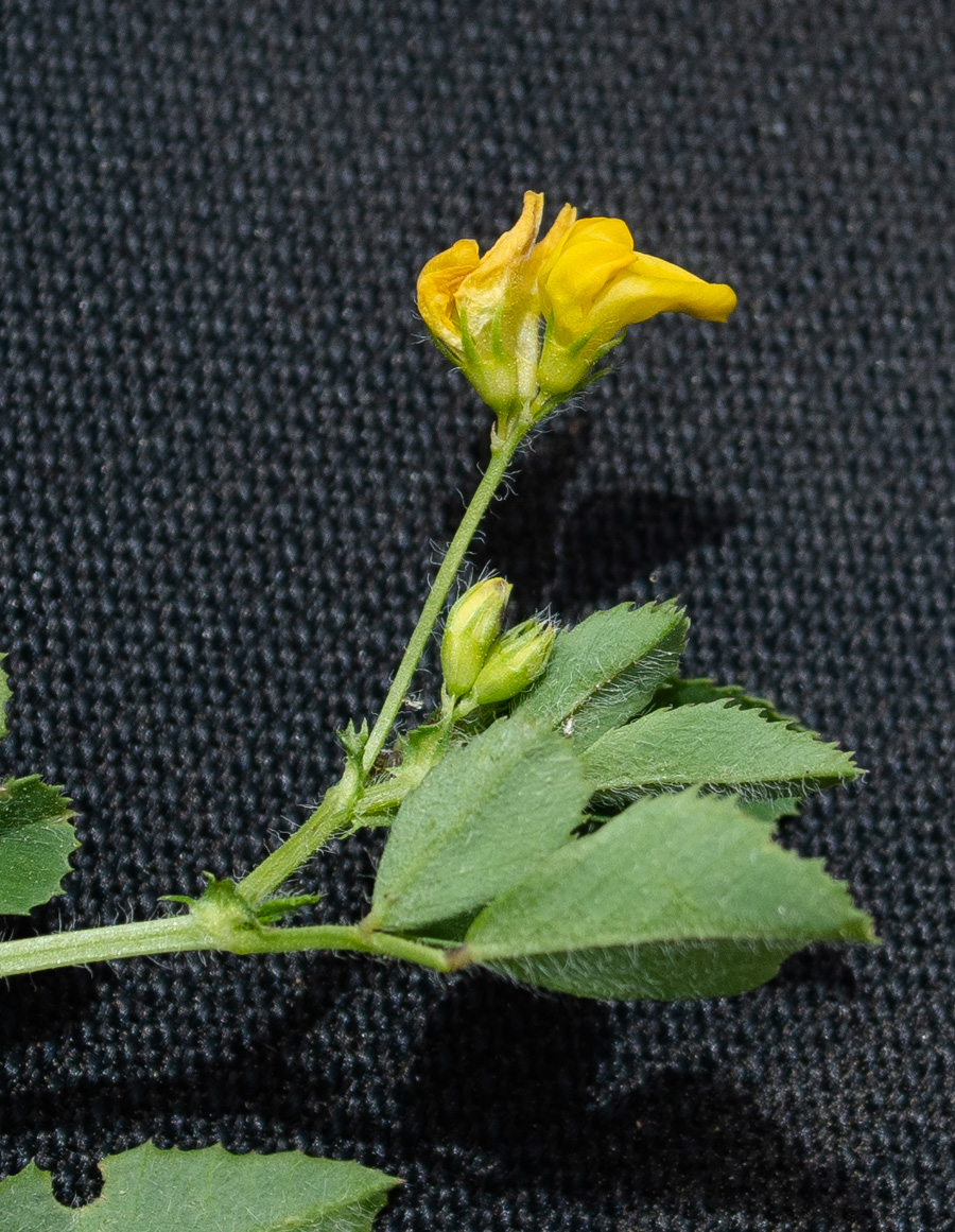 Image of Medicago turbinata specimen.