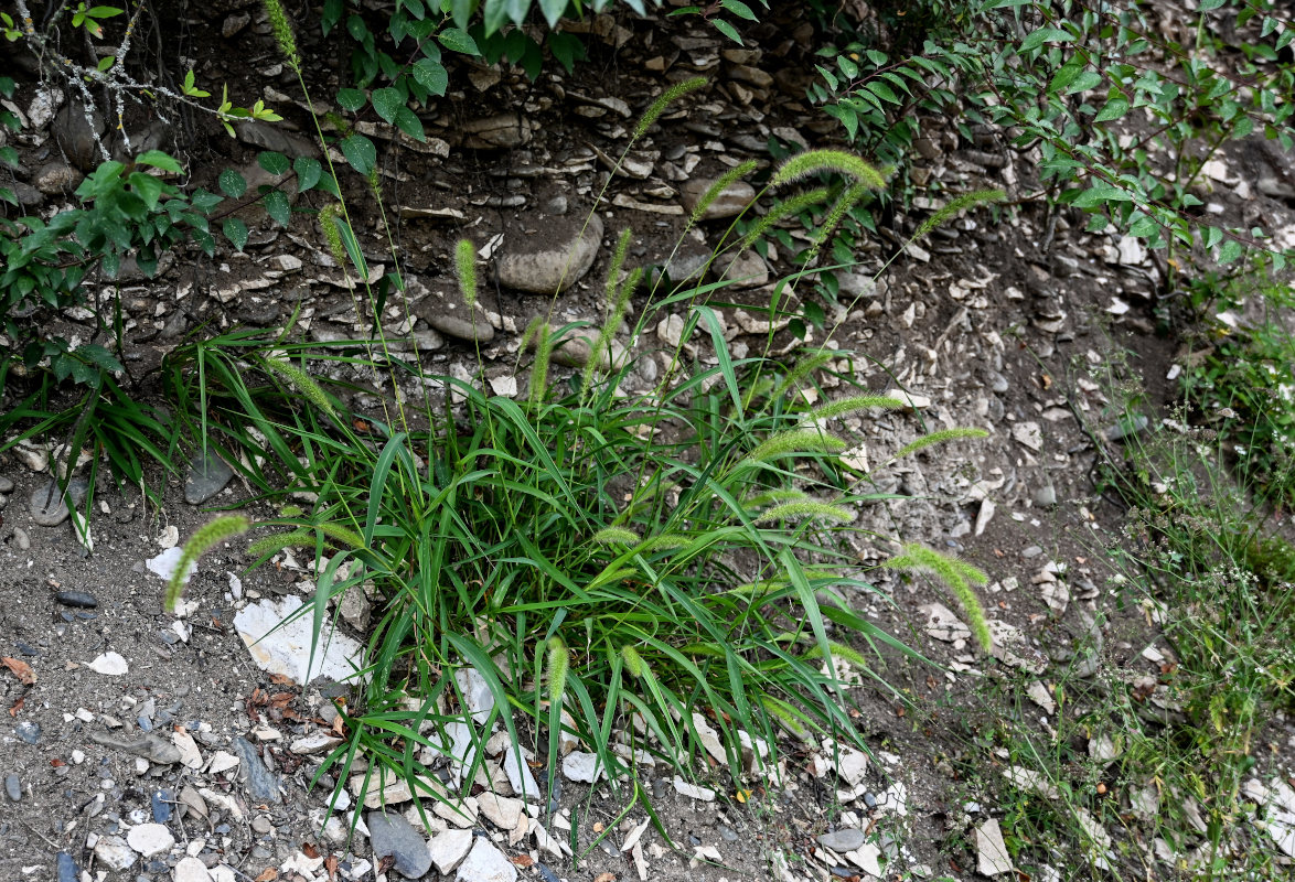 Image of Setaria verticillata specimen.