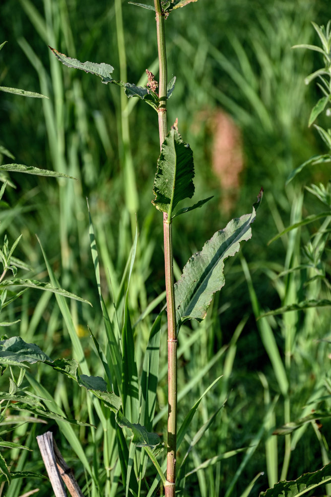 Изображение особи род Rumex.