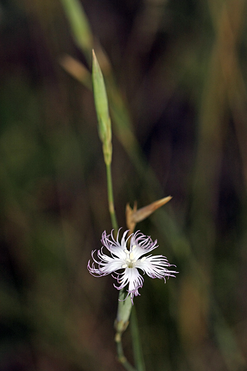 Изображение особи Dianthus kuschakewiczii.