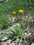 Erigeron cabulicus