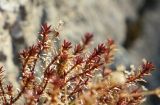 genus Asperula. Верхушки засыхающего растения. Крым, южный берег, окр. Алупки, на скале. 26.01.2020.