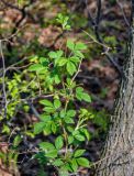 Rubus idaeus. Верхушка вегетирующего растения. Самарская обл., Жигулёвский заповедник, гора Стрельная, опушка лиственного леса. 02.05.2021.