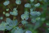 Euphorbia macroceras