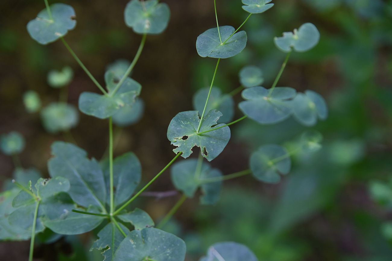 Изображение особи Euphorbia macroceras.