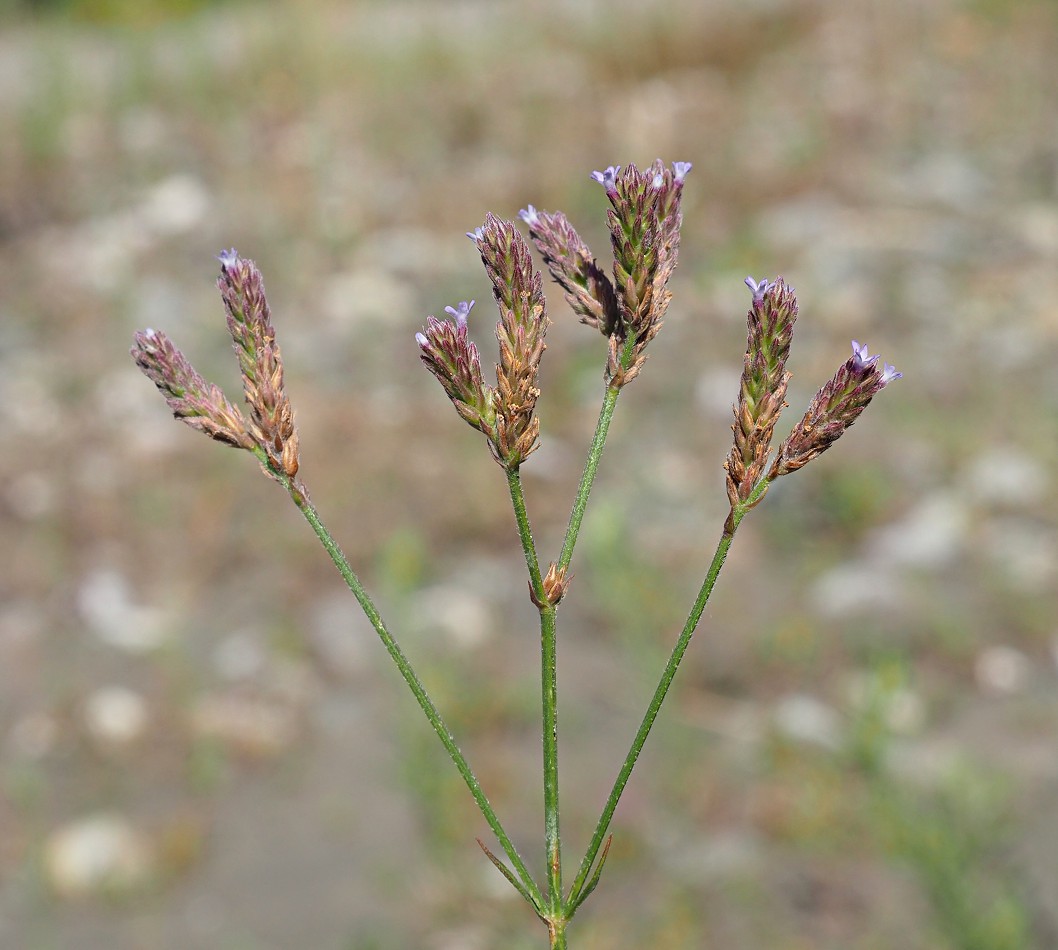 Изображение особи Verbena brasiliensis.