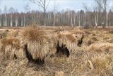 Carex cespitosa. Высохшие отплодоносившие растения со следами весеннего пала (основания кочек выгорели). Ленинградская обл., г. Гатчина, парк \"Зверинец\", берег р. Тёплая, злаково-осоковый кочкарник. 30.10.2021.