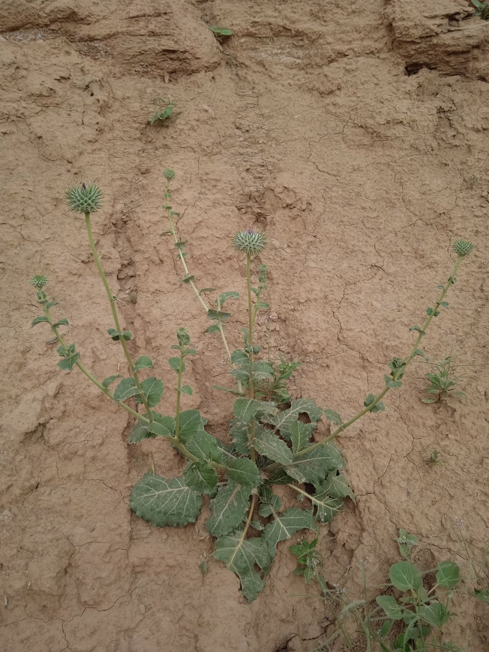 Image of Cousinia rotundifolia specimen.