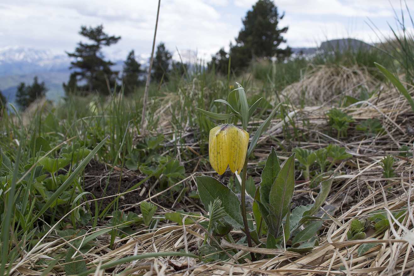 Image of Fritillaria ophioglossifolia specimen.