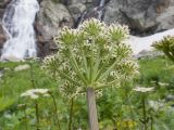 Macrosciadium alatum. Верхушка побега с соцветием. Карачаево-Черкесия, Урупский р-н, Кавказский биосферный заповедник, Имеретинское ущелье, ≈ 2300 м н.у.м., скалы под Верхним Имеретинским водопадом, нагромождение камней в русле реки. 28.07.2022.