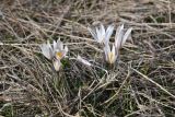 Crocus alatavicus. Цветущие растения. Казахстан, Алматинская обл., Жамбылский р-н, уроч. Унгыртас, степной склон. 17 марта 2023 г.