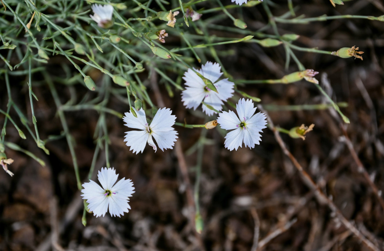 Изображение особи Dianthus ramosissimus.