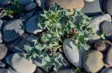 Eryngium maritimum. Вегетирующее растение. Грузия, Аджария, г. Батуми, каменистый пляж. 17.06.2023.