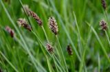 genus Carex. Верхушки побегов с соцветиями. Хакасия, Орджоникидзевский р-н, верховья р. Правая Сарала, опушка смешанного леса. 08.06.2022.